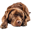 Chesapeake Bay Retriever