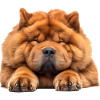 Chow Chow