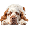Clumber Spaniel