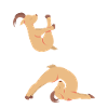 Ziegen Yoga Goat Yoga