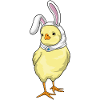 Chick Bunny Pâques