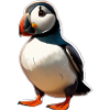 Puffin