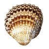 Seashell Beach Majorca Atlantic Maritime Sea Beach Beach