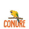 Parakeet, Parrot, Parakeet, Bird