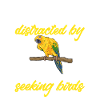 Parakeet, Parrot, Parakeet, Bird