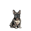 Anatomie d'un bouledogue français