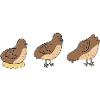 Cute Cartoon Quail Shirt