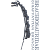 Giraffatitan Brancai Brachiosauridae grey