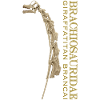 Giraffatitan Brancai Brachosauridae bone
