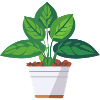 Plant Green Potted Plant Leaves