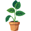 Plant Green Potted Plant Leaves