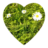Gänseblume