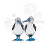 Blue-footed booby
