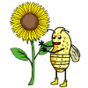 Peanut Sunflower Nut Bee Insect