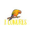 Parakeet, Parrot, Parakeet, Bird