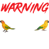 Parakeet, Parrot, Parakeet, Bird