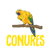 Parakeet, Parrot, Parakeet, Bird