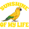Parakeet, Parrot, Parakeet, Bird