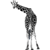 Giraffe greets friendly
