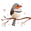 Cute bulbous zebra finch
