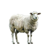 Ewe Got This