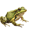 Frognomenal 2