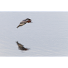 Porchard Duck