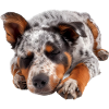 Bouvier australien