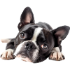 Boston Terrier