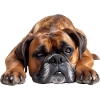 Boxer