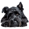 Bouvier Des Flandres