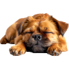 Brussels Griffon