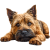 Cairn Terrier