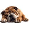 Bulldog