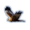 Harrier Marsh