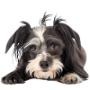 Chinese Crested