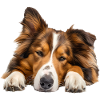 Collie