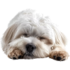 Coton de tulear