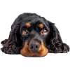 Cocker Spaniel