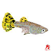 Guppy Weibchen