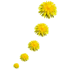 DANDELIONS II