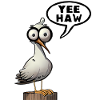 Yeehaw