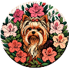 Cute Yorkie