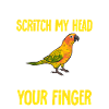 Parakeet, Parrot, Parakeet, Bird