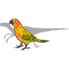Perruche, Perroquet, Perruche, Oiseau