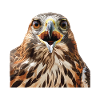 Hawkward 2