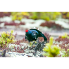 Birkhahn im Moos DSC 3331