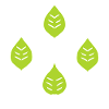 quatre feuilles vertes naturelles