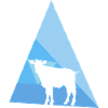 Cow Cattle Cows