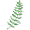 Blatt grün Efeu